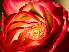 Image result for Galaxy Rose Garden