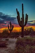 Image result for Desert Valley Cactus Sunset