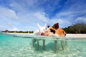 Image result for Bahamas Cute