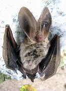 Image result for 31 Year Old Bat