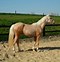 Image result for Palomino Andalusian Horse