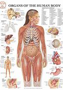 Image result for Inside Your Human Body