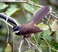 Image result for Rhodopis Trochilidae