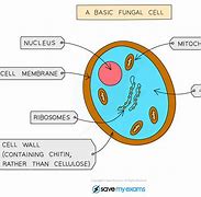 Image result for Fungi Cellular Level