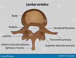 Image result for Lumbar Vertebra Illustration