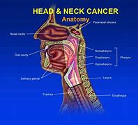 Image result for Anatomy of Head and Neck Cancer