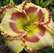 Image result for Hemerocallis Lady Arden