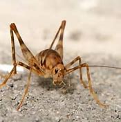 Image result for Weird Cricket Roof