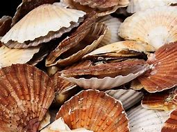 Image result for Scallop Shell