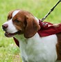 Image result for Heavy Duty Dog Clasp