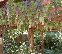 Image result for Strong Grape Vine Trellis