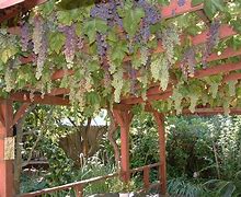 Image result for Grape Vine Trellis