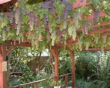 Image result for Wine Grape Vine Trellis