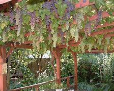 Image result for Grape Vine Trellis Styles