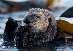 Image result for Female Sea Otter