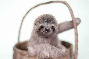 Image result for Adorable Sloth