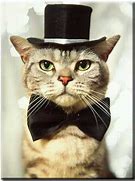 Image result for Cat with Tie Meme