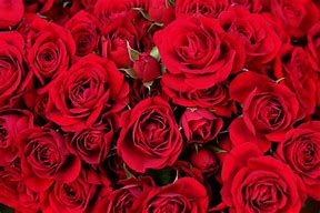 Image result for Valentine's Dy Roases