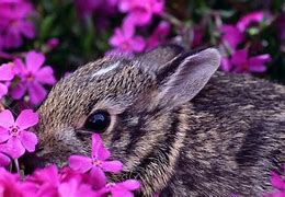 Image result for Adorable Spring Animals