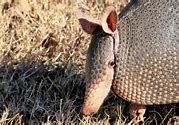 Image result for Armadillo Face