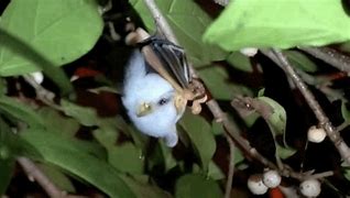 Image result for Honduran White Bat Flying