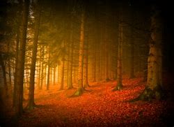 Image result for Mystical Fall Forest