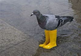 Image result for Bird in Timbs