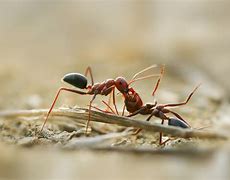 Image result for Red Imported Fire Ant