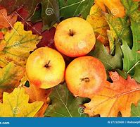 Image result for Fall Leaves and Apple's