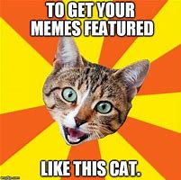 Image result for Interview Cat Meme