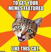 Image result for Confused Cat Meme