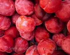 Image result for Satsuma Fruit