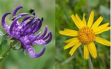 due candele per il diavolo dolori muscolari e articolari il potere dell arnica e due candele per il diavolo dolori muscolari e articolari il potere dell arnica e