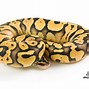 Image result for Lemon Pastel Pied Ball Pythin