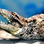 Image result for Unusually Sharp Teeth