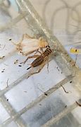 Image result for Shiny Cricket Bug