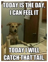 Image result for Funny Animal Memes About Life