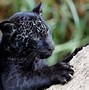 Image result for Panther Wallpaper HD