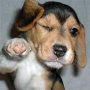 Image result for Dog Thumbs Up Meme