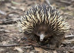 Image result for Echidna Pp