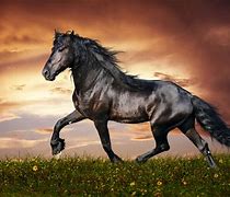 Image result for Stunning Beautiful Horse Wallpaper
