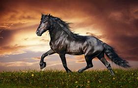 Image result for Horse Wallpaper Free