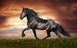 Image result for Wallpaper of Horses