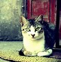 Image result for Happy Cat 4K