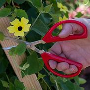 Image result for Garden Scissors