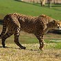 Image result for Cheetah Africa