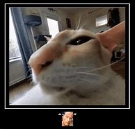 Image result for White Cat Eyebrow Raise Meme