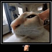 Image result for Cat Eyebrow Raise Meme