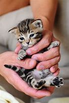 Image result for Little Baby Cats