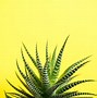Image result for Neon Cactus Friend